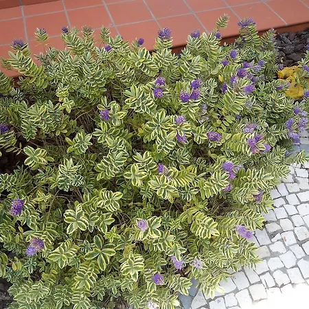 מלון Casa Nana *